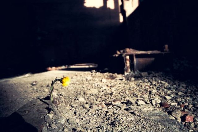 Yellow flower growing in rubble