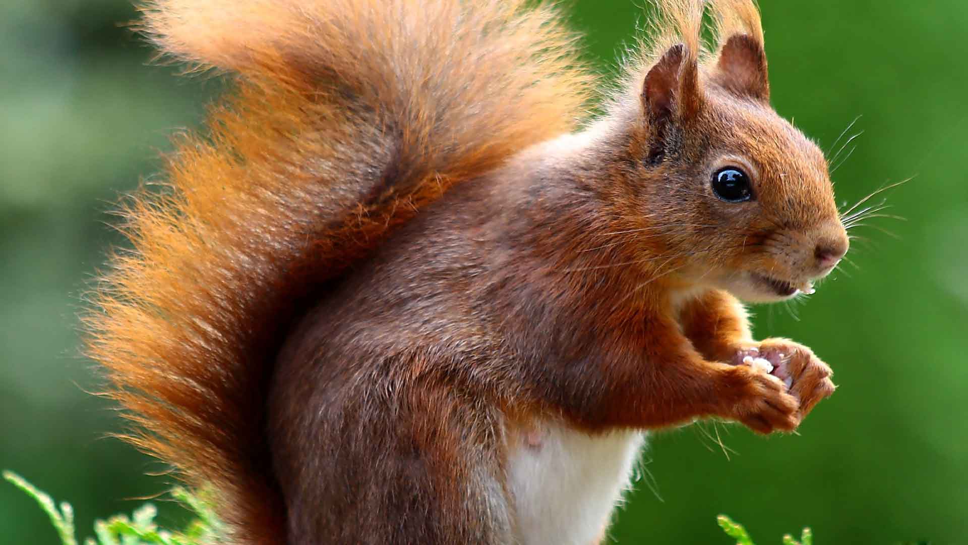 Brown Squirrel