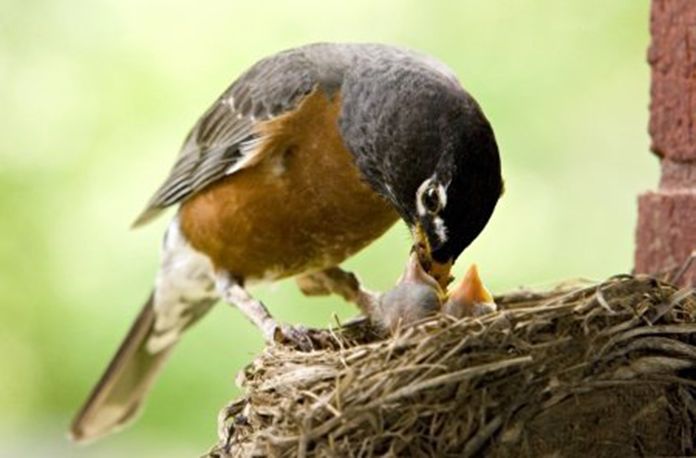 Robbin feeding her young